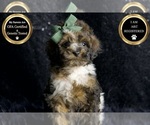 Small #7 Poodle (Miniature)