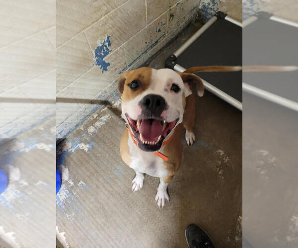 Medium Photo #1 Boxer-Unknown Mix Puppy For Sale in Linton, IN, USA