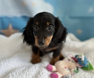 Dachshund Puppy for sale in CENTER HILL, FL, USA