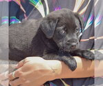 Small #1 American Bulldog-Chocolate Labrador retriever Mix