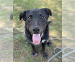 Small #1 Australian Shepherd-Irish Wolfhound Mix