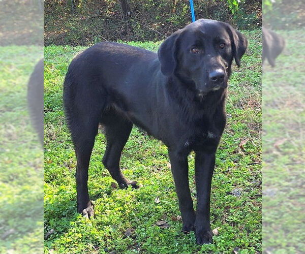 Medium Photo #2 Labrador Retriever-Unknown Mix Puppy For Sale in Wetumpka, AL, USA