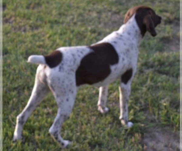 Medium Photo #1 German Shorthaired Pointer Puppy For Sale in MORTON, MS, USA