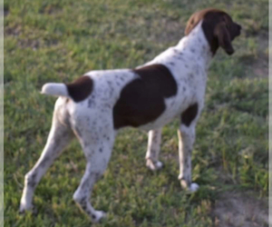 Mother of the German Shorthaired Pointer puppies born on 06/27/2022