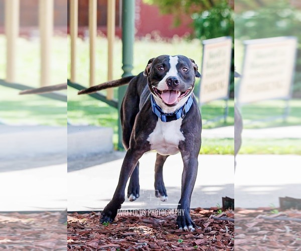 Medium Photo #6 American Pit Bull Terrier-Unknown Mix Puppy For Sale in McKinney, TX, USA