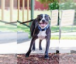 Small #5 American Pit Bull Terrier Mix