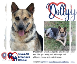 Mutt Dogs for adoption in Lillian, TX, USA