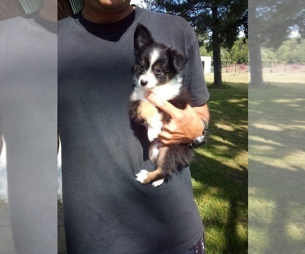 Medium Photo #3 Miniature Australian Shepherd Puppy For Sale in CLAREMORE, OK, USA