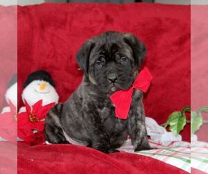 Mastiff Puppy for sale in RED LION, PA, USA