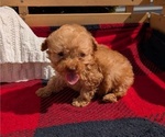 Puppy Baxter Poodle (Toy)
