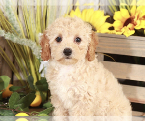Goldendoodle (Miniature) Puppy for sale in MOUNT VERNON, OH, USA