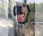 Small #1 Plott Hound-Pointer Mix