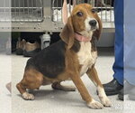 Small #1 Beagle Mix