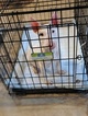 Small Photo #116 Bull Terrier Puppy For Sale in JACKSON, MI, USA