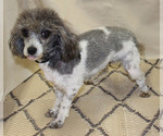 Small Photo #1 YorkiePoo Puppy For Sale in CHANUTE, KS, USA