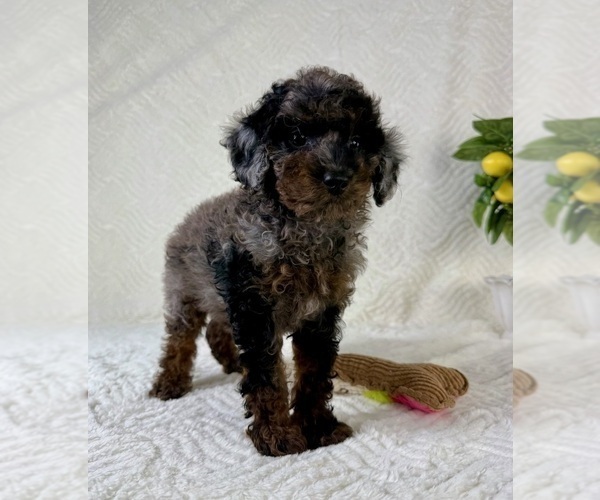 Medium Photo #5 Cock-A-Poo Puppy For Sale in GREENFIELD, IN, USA