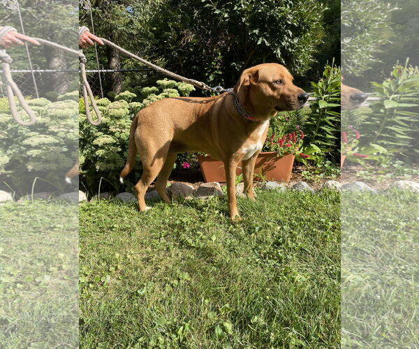 Medium Photo #4 Labrador Retriever-Rhodesian Ridgeback Mix Puppy For Sale in Techny, IL, USA