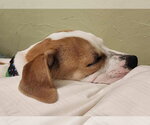 Small #5 Boxer Mix