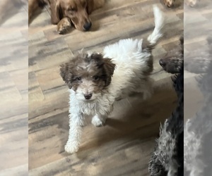 Poodle (Miniature) Puppy for sale in COHOCTON, NY, USA