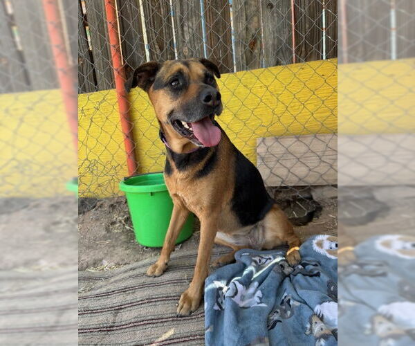 Medium Photo #4 Beagle-Unknown Mix Puppy For Sale in Williamsburg, NM, USA