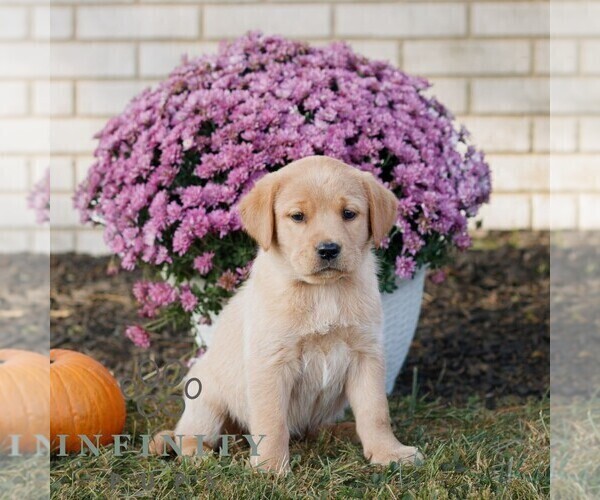 Medium Photo #3 Labrador Retriever Puppy For Sale in MORGANTOWN, PA, USA