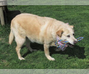 Suzy - Female Labrador Retriever-Retriever  Mix Dog for Adoption - Photo #3