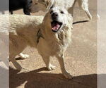 Small Great Pyrenees Mix