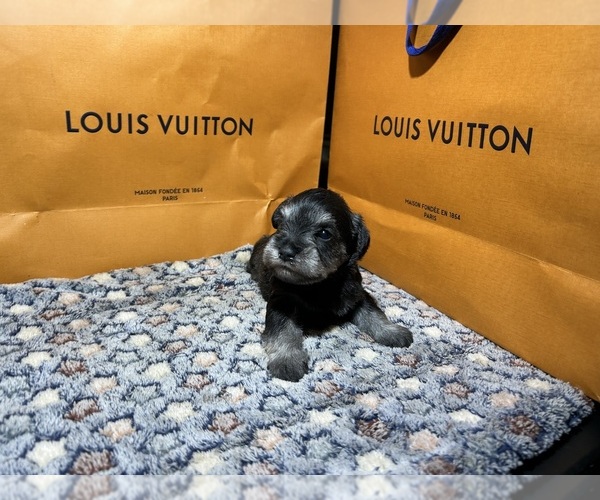 Medium Photo #3 Schnauzer (Miniature) Puppy For Sale in HOUSTON, TX, USA