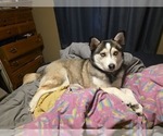 Small Photo #1 Alaskan Klee Kai Puppy For Sale in SUNSET, UT, USA