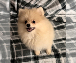 Small Photo #1 Pomeranian Puppy For Sale in MACON, GA, USA
