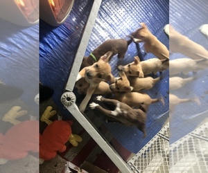 American Pit Bull Terrier-Siberian Husky Mix Puppy for sale in SPANAWAY, WA, USA