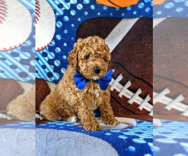 Medium Photo #6 Poodle (Miniature) Puppy For Sale in NEW PROVIDENCE, PA, USA