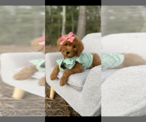 Goldendoodle Puppy for sale in WASKOM, TX, USA