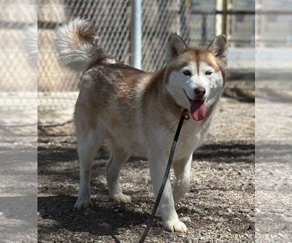 Medium Photo #2 Siberian Husky-Unknown Mix Puppy For Sale in Las Vegas, NM, USA