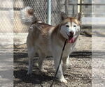 Small #1 Siberian Husky Mix