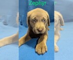 Puppy Zephyr Labrador Retriever