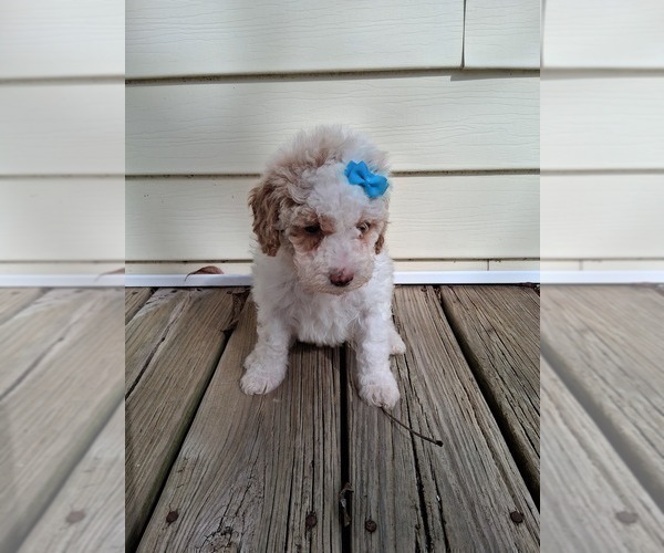 Medium Photo #26 Goldendoodle (Miniature) Puppy For Sale in GASTONIA, NC, USA