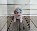 Small #25 Goldendoodle (Miniature)