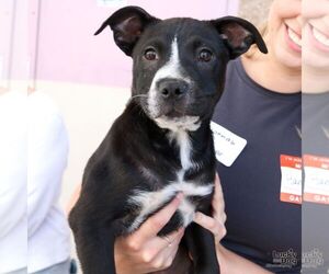 Labrador Retriever-Unknown Mix Dogs for adoption in Washington, DC, USA