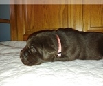 Small Photo #5 Labrador Retriever Puppy For Sale in BLUFFTON, IN, USA