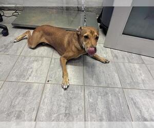 American Staffordshire Terrier-Unknown Mix Dogs for adoption in Grand Prairie, TX, USA