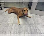 Small American Staffordshire Terrier Mix