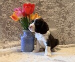Small #1 English Springer Spaniel