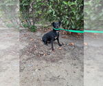 Small Chihuahua