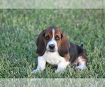 Small Photo #20 Basset Hound Puppy For Sale in MEMPHIS, MO, USA