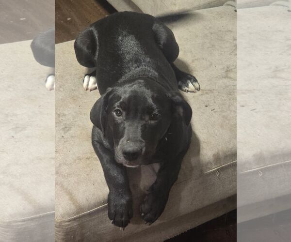 Medium Photo #2 Mutt Puppy For Sale in Horn Lake, MS, USA