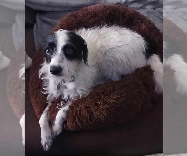 Medium Photo #4 Border Collie-Parson Russell Terrier Mix Puppy For Sale in Chandler, AZ, USA