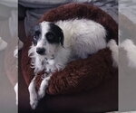 Small #3 Border Collie-Parson Russell Terrier Mix