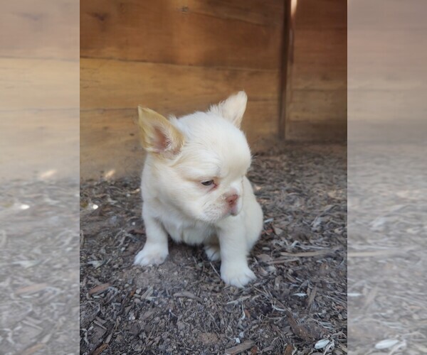 Medium Photo #16 French Bulldog Puppy For Sale in HIGHLAND VILL, TX, USA