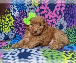 Small Photo #1 Poodle (Toy) Puppy For Sale in LINCOLN UNIV, PA, USA